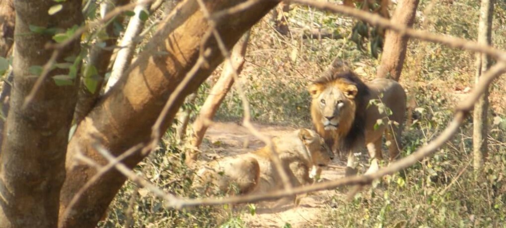 Nandankanan national zoo