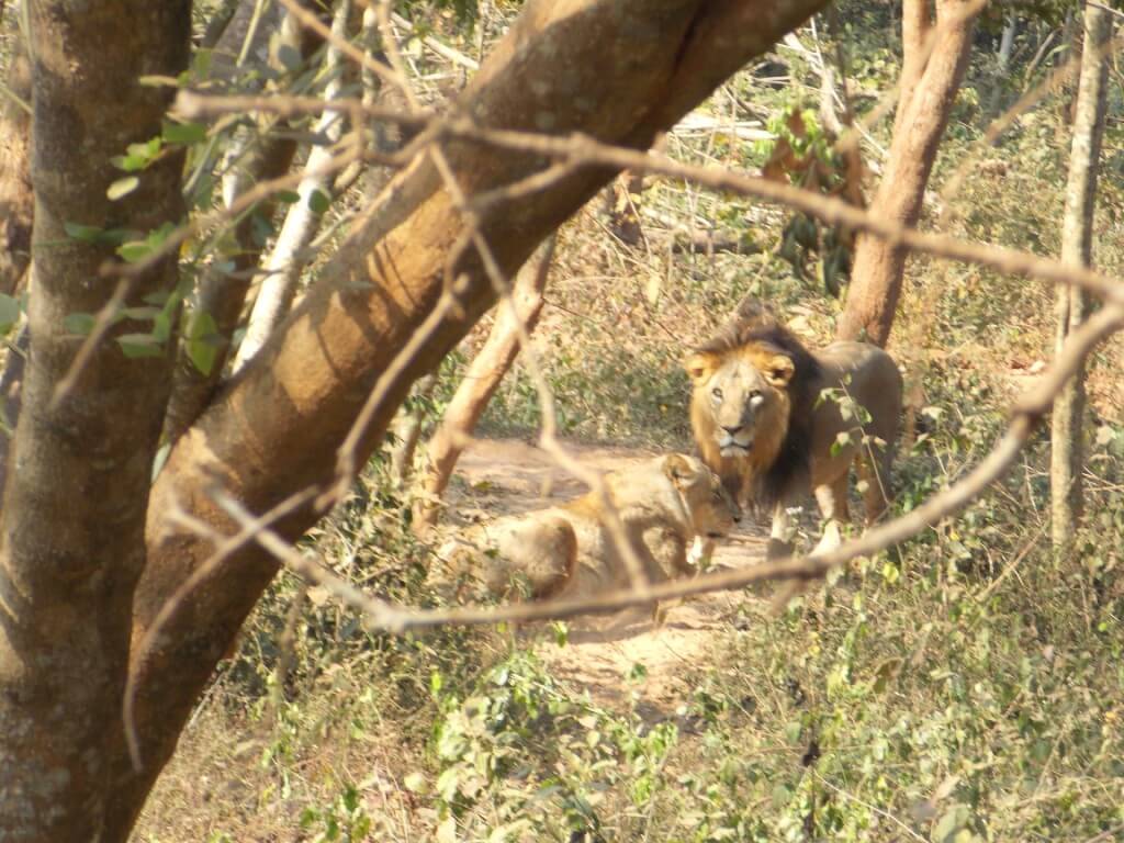 Nandankanan national zoo