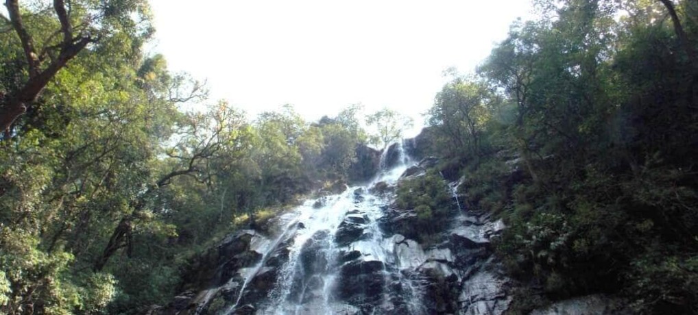 Bee falls