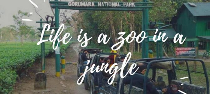 Gorumara Jungle Safari