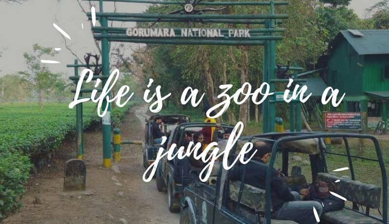 Life is a zoo in a jungle