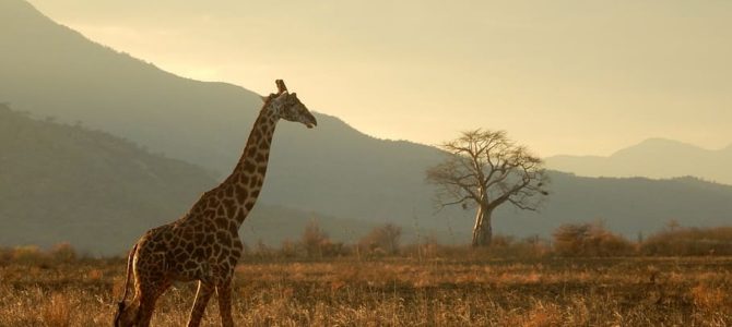 The 10 Best Tips To Travel Easier With Kids In Tanzania safari 